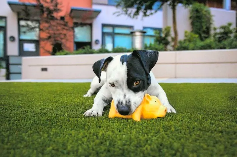 A black and white puppy chewing a yellow toy on a synthetic lawn