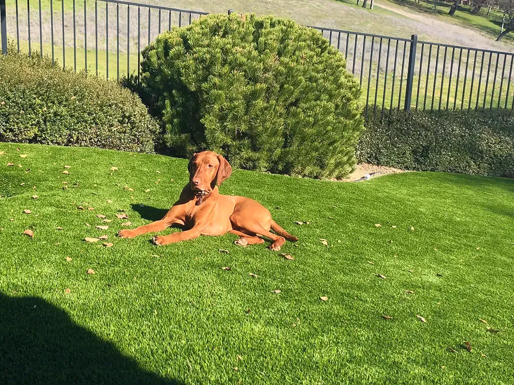 A red dog lying on a synthetic lawn beside a clipped shrub