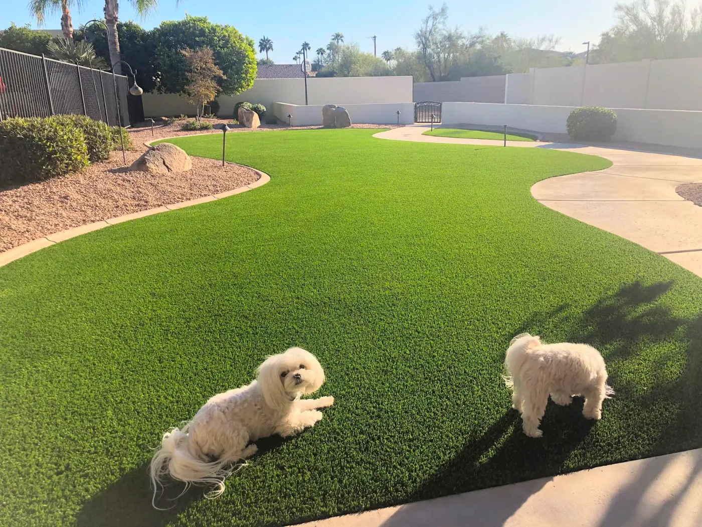 Two small white dogs on a wide synthetic lawn with a curving path