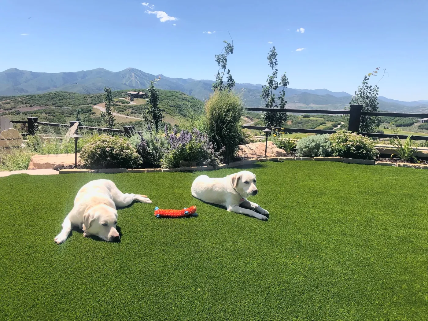 Two retrievers playing on a lawn with mountains behind