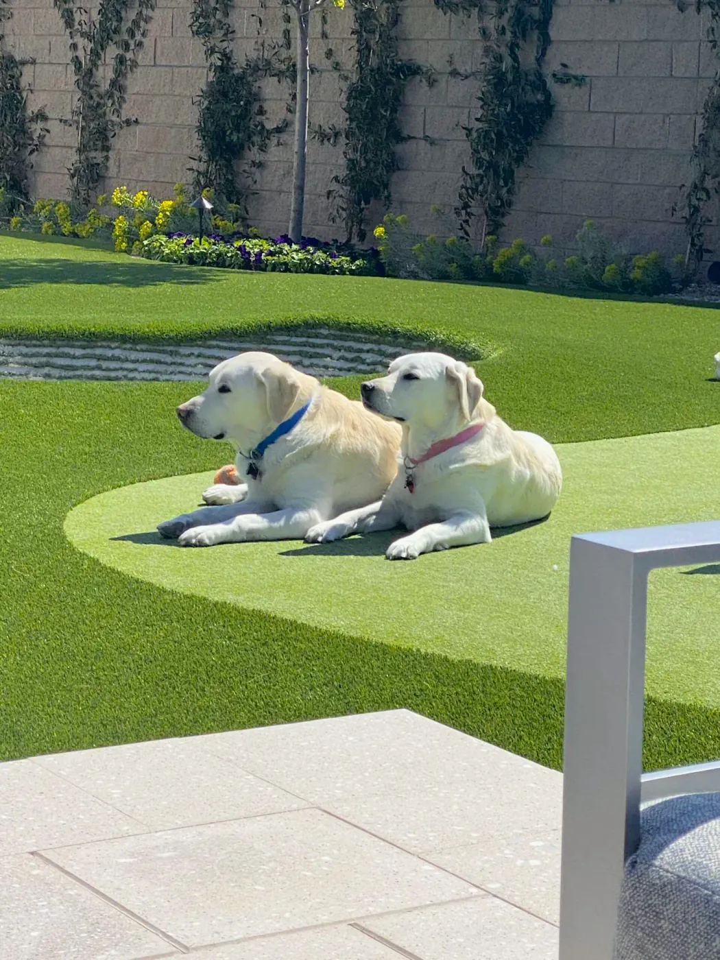 Two retrievers resting on a contoured green beside a bunker